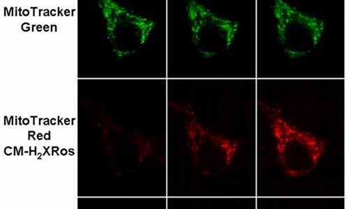 mitotracker染色