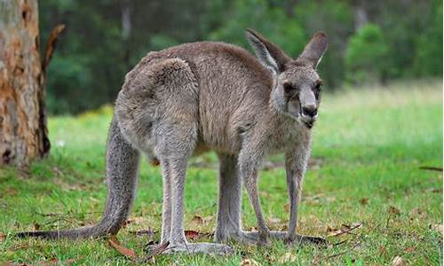 kangaroo island_kangaroo island是什么意思